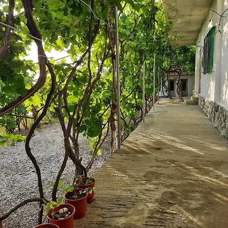 Jungle House *
