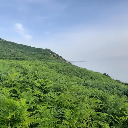 Jungle House *